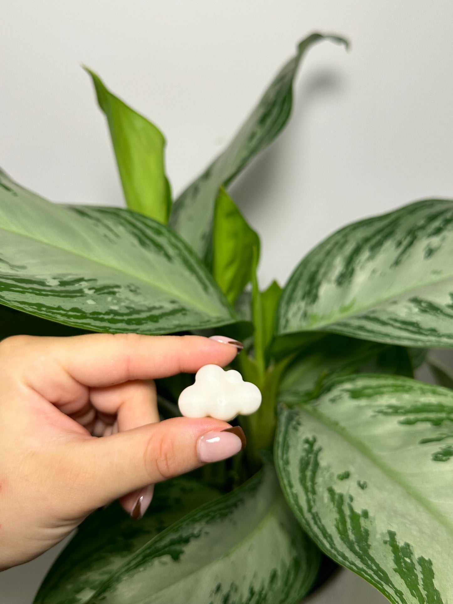 Fondants Parfumés Fleur de Cerisier 🌸