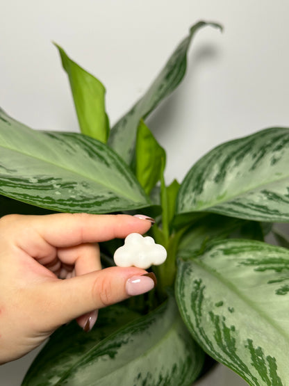 Fondants Parfumés Musc Blanc 🤍